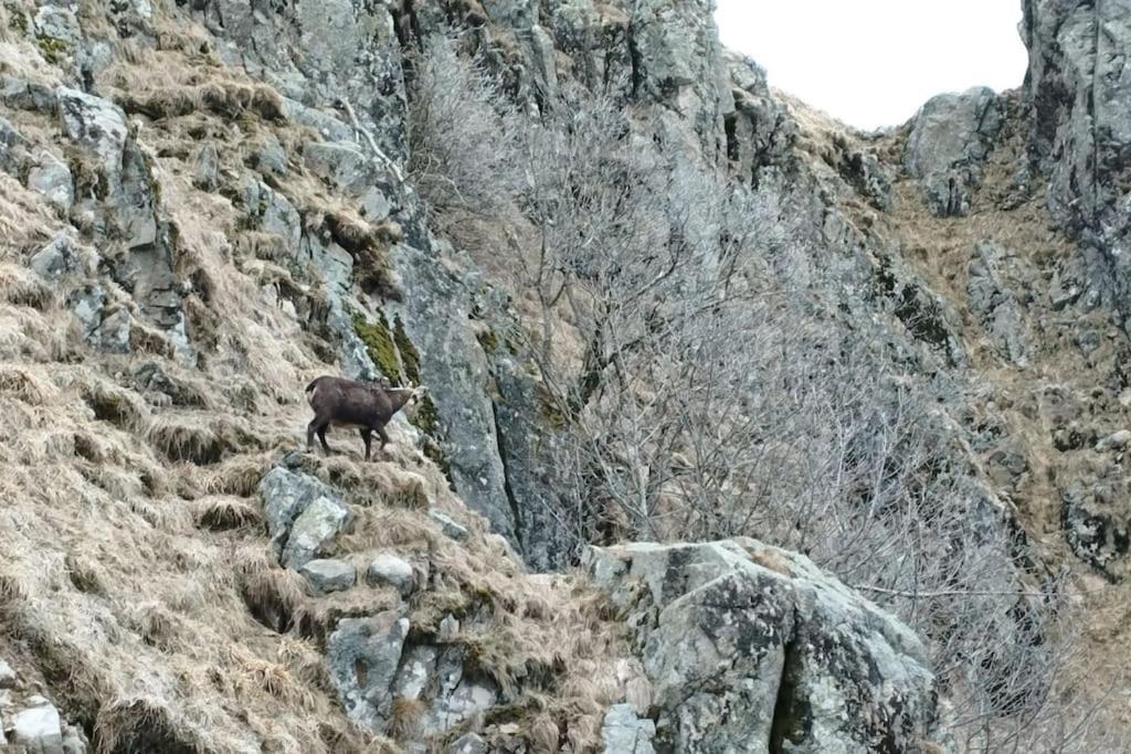 Aux Balcons De La Vallee Soultzeren Buitenkant foto